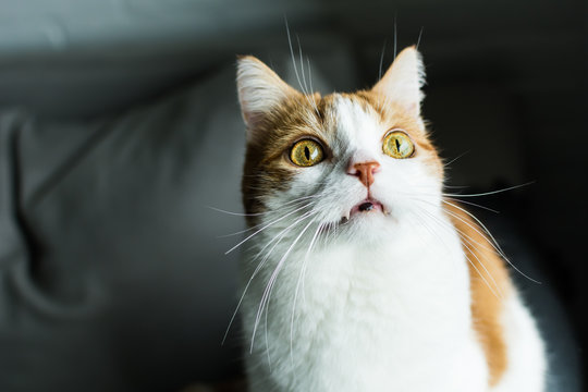 Funny Ginger And White Cat With Vampire Fangs And Surprised Expression Looking Up And Begging For Food