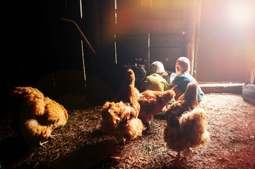 Two boys came to the barn to feed the chickens and the cock of the Orpington breed. The concept of childhood in the village. © galitsin