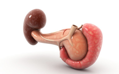 3d rendered Digital illustration of pancreas and spleen in white background - obrazy, fototapety, plakaty