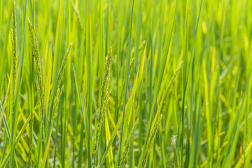 Fototapeta na wymiar Close up of green paddy rice plant. Thailand, agriculture