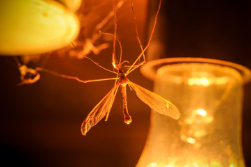 a mosquito flew at night to the light of a lamp.