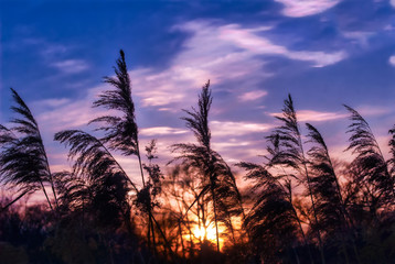 Sun shining through weeds in a wetland on the Chesapeake Bay at sunset