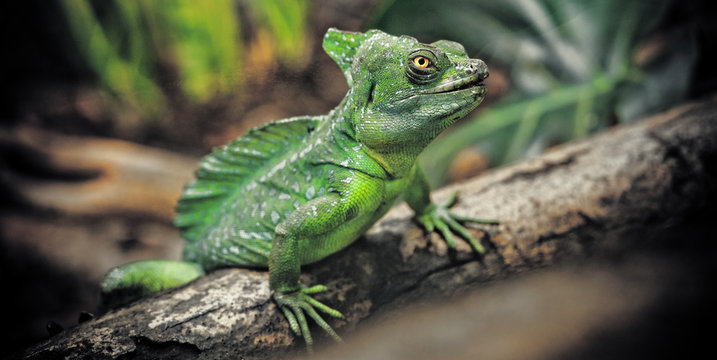Plumed basilisk lizard