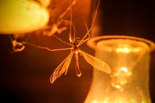 A Mosquito Flew At Night To The Light Of A Lamp.