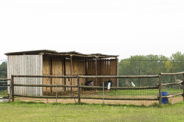 Fototapeta na wymiar Barn with a fence