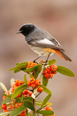 Pretty bird with a nice orange red plumage