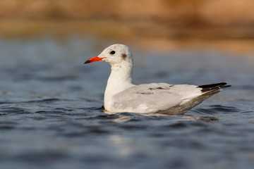 Wild gull swimming in a lake