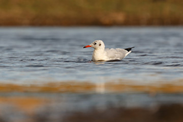 Wild gull swimming in a lake
