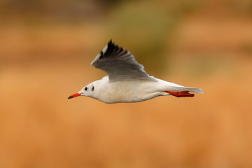 Wild gull of interior flying