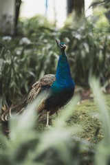 Obraz premium Peacock 