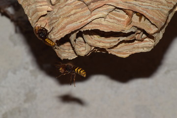 hornet in flight