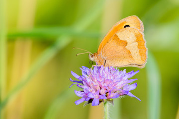  Meadow brown - butterfly (Großes Ochsenauge)