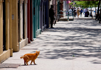 Red cat walking on a New York Street on a hot summer day
