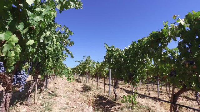 graps in wineyards