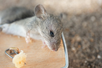 Dead mouse caught in trap outdoors