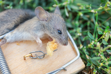 Dead mouse caught in trap outdoors