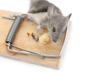Dead mouse caught in trap on white background