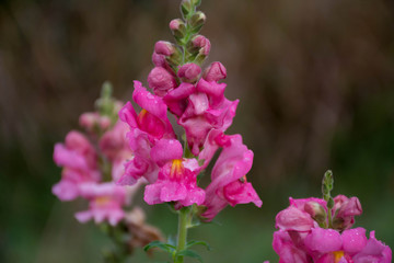 Pink Flower in the park