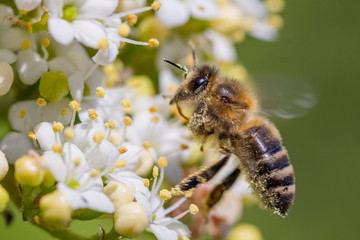 Bee and flower