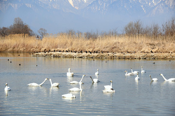 白鳥の飛来地　信州安曇野　御宝田遊水地