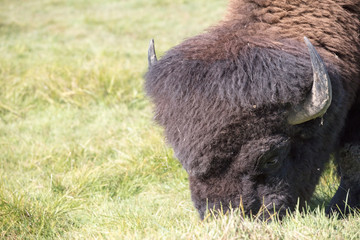 bison at omega park in montebello
