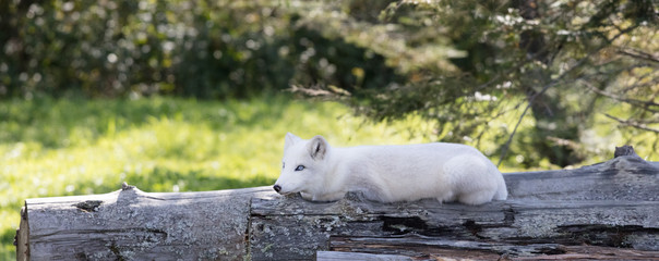 white Fox at omega park in Montebello