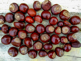 Ripe chestnuts in autumn, outdoor shoot, top view