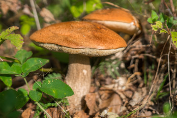 Cep (Boletus edulis) mushroom