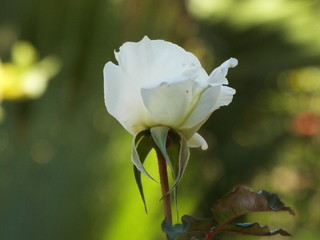 une rose en blanc