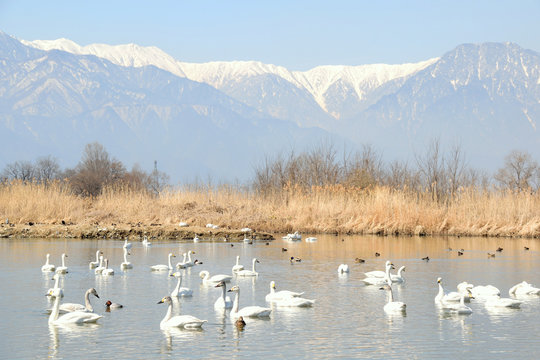 白鳥の飛来地　信州安曇野　御宝田遊水地