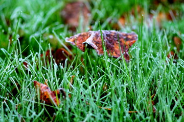 Green grass with water drops and brown fallen leaves.