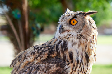 Owl. Owls are birds from the order Strigiformes, which includes about 200 species of mostly solitary and nocturnal birds. Owls hunt mostly small mammals, insects, and other birds.