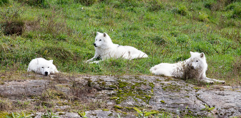 Fototapeta na wymiar white Wolf / loup at omega park in Montebello
