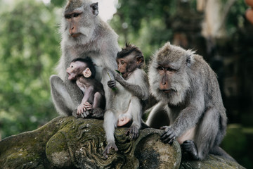 Monkeys in Ubud Sacred Monkey Forest. Bali, Indonesia