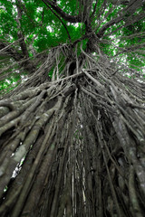 Sacred Monkey Forest Sanctuary in Ubud. Bali Island, Indonesia