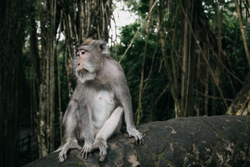 Naklejka na ściany i meble Monkeys in Ubud Sacred Monkey Forest. Bali, Indonesia