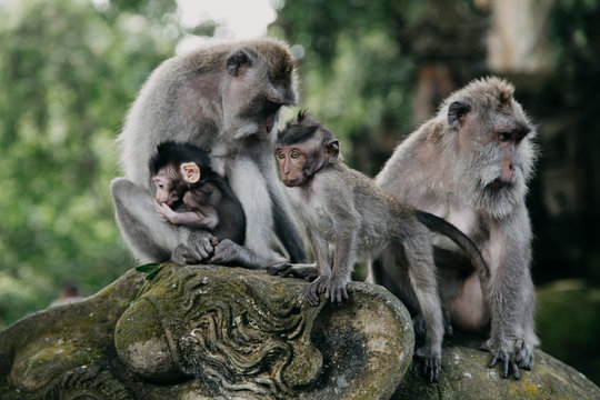 Monkeys in Ubud Sacred Monkey Forest. Bali, Indonesia