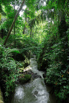Fototapeta Green wild jungle forest and flowing river