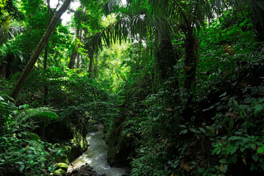 Fototapeta Green wild jungle forest and flowing river