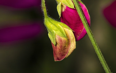 Sweet pea