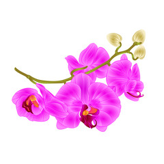 Fototapeta na wymiar Purple and white spotted Orchid Phalaenopsis beautiful flower closeup isolated vintage vector editable illustration hand draw