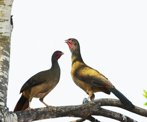 Ortalis guttata bird, known as Aracua-Pintado in Brazil. Bird with red stripes in the throat from Pantanal, Brazil.