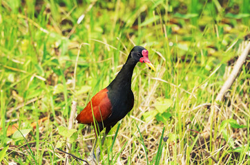 Wattled Jacana bird. Small bird with black body, brown wings, red head and orange beak. Also known as Cafezinho bird.