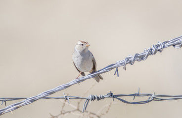 White-crowned Sparrow (Zonotrichia leucophrys) Gambel's Subspecies on Barbed Wire