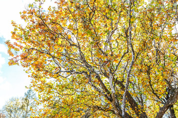 Old huge plane tree with yellow foliage against sunny sky in autumn. Platanus tree in fall park