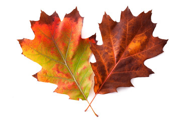 Autumn leaf isolated on white background.