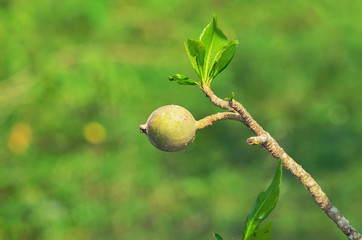 Genipa Americana fruit on the Jenipapeiro tree. Known as Jenipapo, fruit found on Pantanal, Brazil.