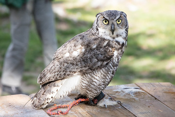 rapacious at omega park