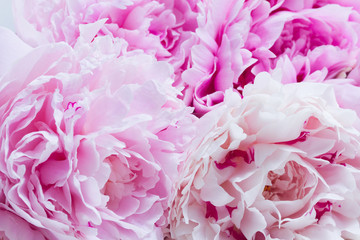 Pink floral macro background of fresh pink peony flowers petlas