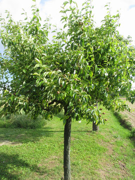 Pear tree with green leaves and red fruits . Tuscany, Italy